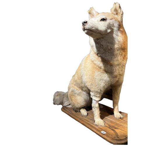 213 - A RARE LATE 19TH CENTURY TAXIDERMY ALASKAN MALAMUTE 
Full mount having two different colour eyes (pa... 