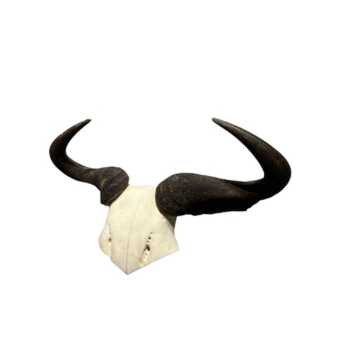 217 - A LATE 19TH / EARLY 20TH CENTURY WILDEBEEST HORNS AND PARTIAL SKULL.