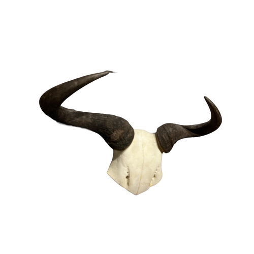 217 - A LATE 19TH / EARLY 20TH CENTURY WILDEBEEST HORNS AND PARTIAL SKULL.