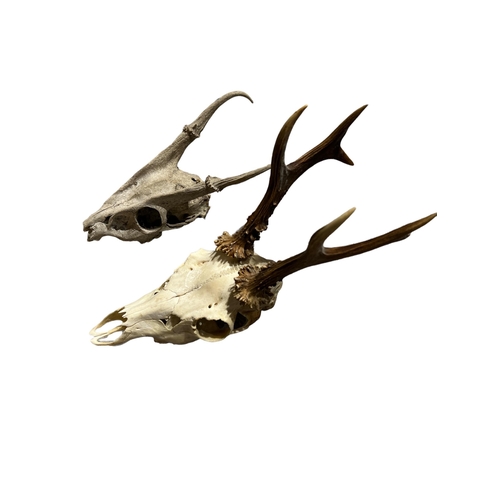 219 - A 19TH CENTURY STAG SKULL AND ANTLERS TOGETHER WITH A LATE 19TH CENTURY STAG SKULL AND ANTLERS.