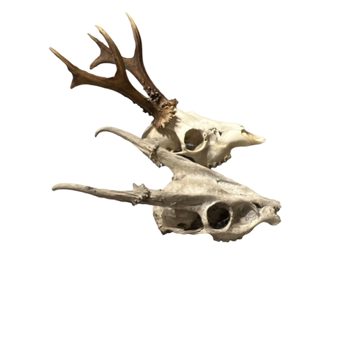 219 - A 19TH CENTURY STAG SKULL AND ANTLERS TOGETHER WITH A LATE 19TH CENTURY STAG SKULL AND ANTLERS.