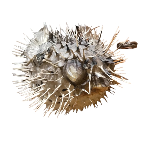 151 - A COLLECTION OF THREE TAXIDERMY PUFFERFISH 
Varying sizes. 
(largest Height 16cm x Width 29cm x Dept... 