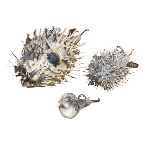 151 - A COLLECTION OF THREE TAXIDERMY PUFFERFISH 
Varying sizes. 
(largest Height 16cm x Width 29cm x Dept... 