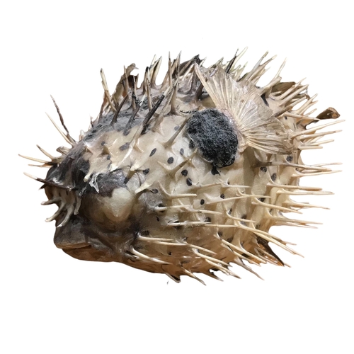 151 - A COLLECTION OF THREE TAXIDERMY PUFFERFISH 
Varying sizes. 
(largest Height 16cm x Width 29cm x Dept... 