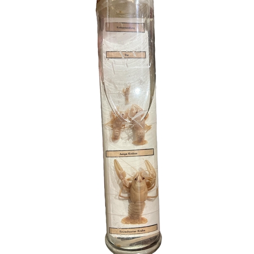 171 - AN EARLY 20TH CENTURY GERMAN TAXIDERMY WET SPECIMEN DEVELOPMENT STUDY OF A CRAYFISH
Housed in a seal... 