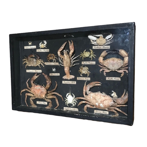 175 - A LATE 19TH EARLY 20TH CENTURY CASED SPECIMEN SET OF VARIOUS CRUSTACEANS
Examples include; Xantho In... 