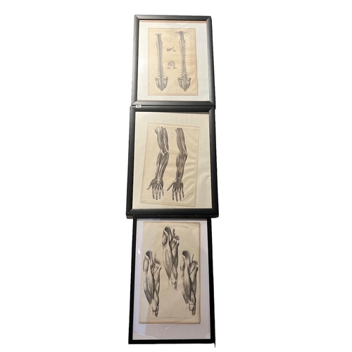 311 - TAYLOR & WALTON, THREE FRAMED ANATOMICAL PLATES
Two being William James Erasmus Wilson, 1809 - 1884 ... 