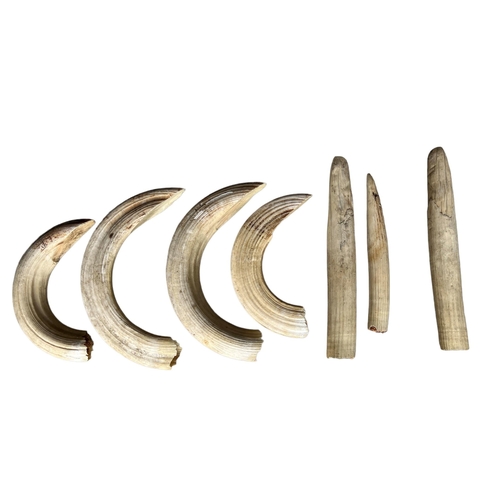 193 - A COLLECTION OF SEVEN HIPPO TEETH
(2cm x 40cm and 1cm x length 31.5cm, 2cm x 35.5cm and 2cm x 28cm)