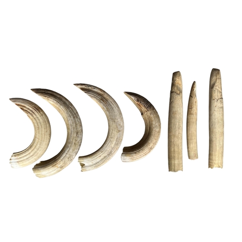 193 - A COLLECTION OF SEVEN HIPPO TEETH
(2cm x 40cm and 1cm x length 31.5cm, 2cm x 35.5cm and 2cm x 28cm)