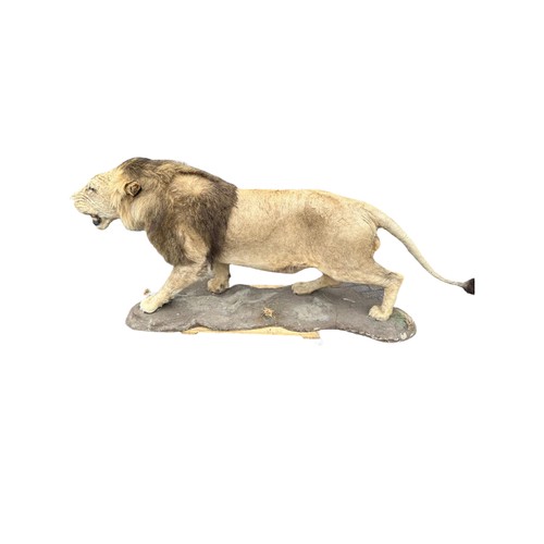 222 - A LARGE AND IMPRESSIVE 20TH CENTURY TAXIDERMY FULL MOUNTED, AFRICAN BLACK MANED MALE LION standing o... 