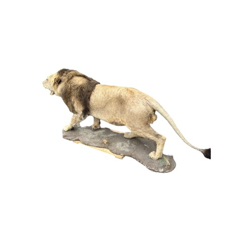 222 - A LARGE AND IMPRESSIVE 20TH CENTURY TAXIDERMY FULL MOUNTED, AFRICAN BLACK MANED MALE LION standing o... 