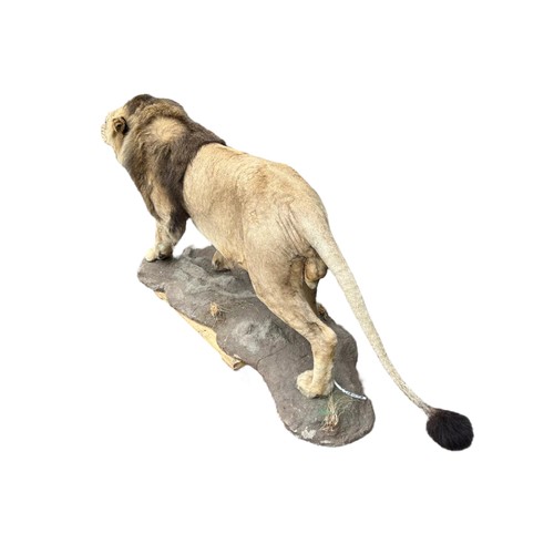 222 - A LARGE AND IMPRESSIVE 20TH CENTURY TAXIDERMY FULL MOUNTED, AFRICAN BLACK MANED MALE LION standing o... 