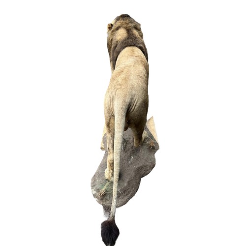 222 - A LARGE AND IMPRESSIVE 20TH CENTURY TAXIDERMY FULL MOUNTED, AFRICAN BLACK MANED MALE LION standing o... 