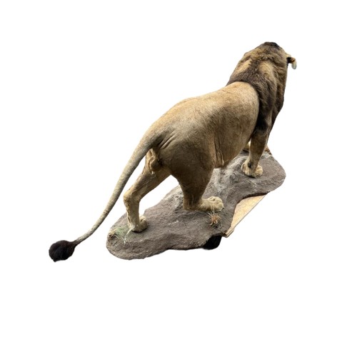 222 - A LARGE AND IMPRESSIVE 20TH CENTURY TAXIDERMY FULL MOUNTED, AFRICAN BLACK MANED MALE LION standing o... 