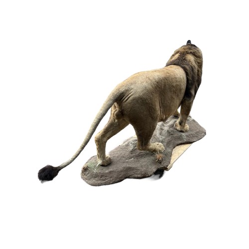 222 - A LARGE AND IMPRESSIVE 20TH CENTURY TAXIDERMY FULL MOUNTED, AFRICAN BLACK MANED MALE LION standing o... 