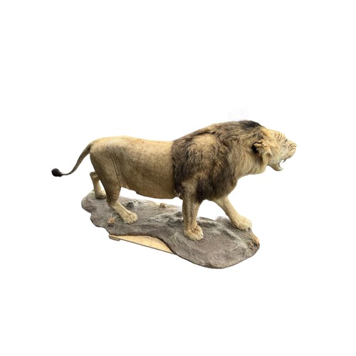 222 - A LARGE AND IMPRESSIVE 20TH CENTURY TAXIDERMY FULL MOUNTED, AFRICAN BLACK MANED MALE LION standing o... 