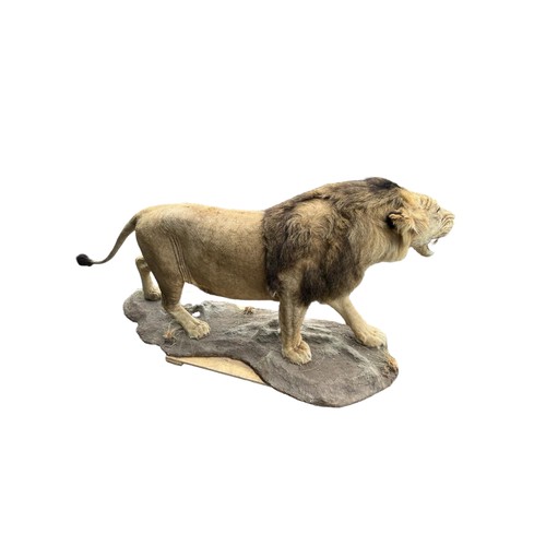 222 - A LARGE AND IMPRESSIVE 20TH CENTURY TAXIDERMY FULL MOUNTED, AFRICAN BLACK MANED MALE LION standing o... 