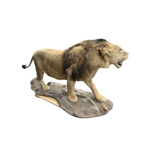 222 - A LARGE AND IMPRESSIVE 20TH CENTURY TAXIDERMY FULL MOUNTED, AFRICAN BLACK MANED MALE LION standing o... 