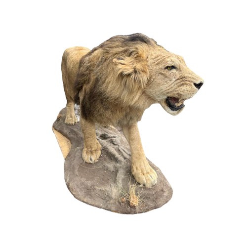 222 - A LARGE AND IMPRESSIVE 20TH CENTURY TAXIDERMY FULL MOUNTED, AFRICAN BLACK MANED MALE LION standing o... 