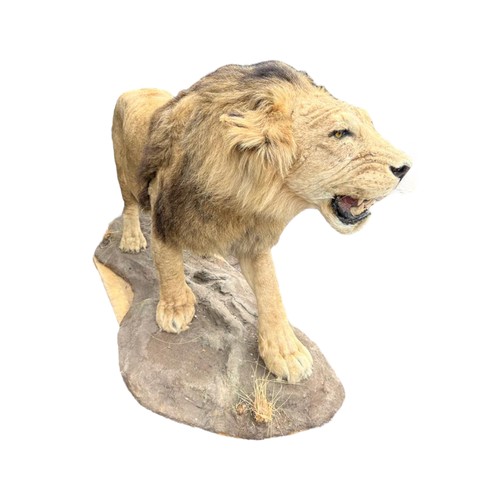 222 - A LARGE AND IMPRESSIVE 20TH CENTURY TAXIDERMY FULL MOUNTED, AFRICAN BLACK MANED MALE LION standing o... 