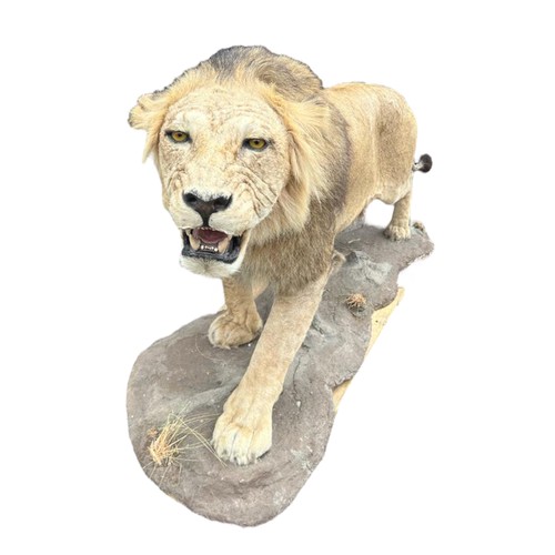 222 - A LARGE AND IMPRESSIVE 20TH CENTURY TAXIDERMY FULL MOUNTED, AFRICAN BLACK MANED MALE LION standing o... 