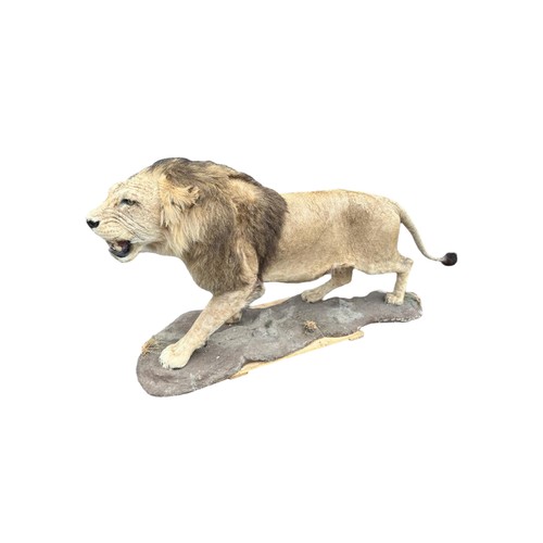 222 - A LARGE AND IMPRESSIVE 20TH CENTURY TAXIDERMY FULL MOUNTED, AFRICAN BLACK MANED MALE LION standing o... 