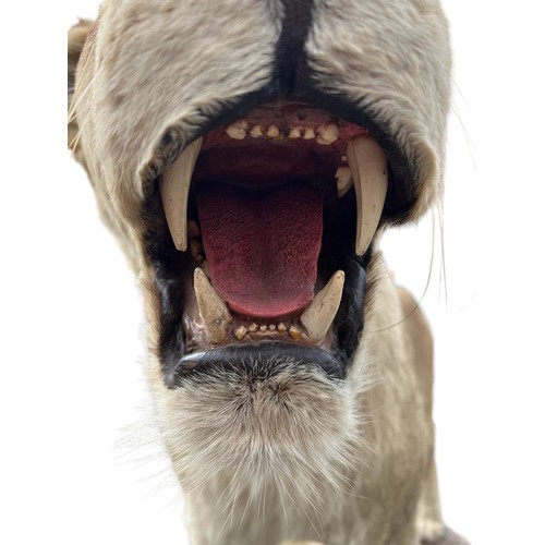 224 - A LARGE AND IMPRESSIVE 20TH CENTURY TAXIDERMY 
Full mounted, African lioness standing on a rocky bas... 