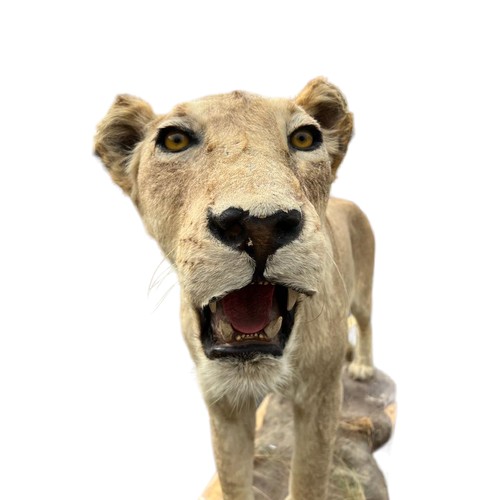 224 - A LARGE AND IMPRESSIVE 20TH CENTURY TAXIDERMY 
Full mounted, African lioness standing on a rocky bas... 