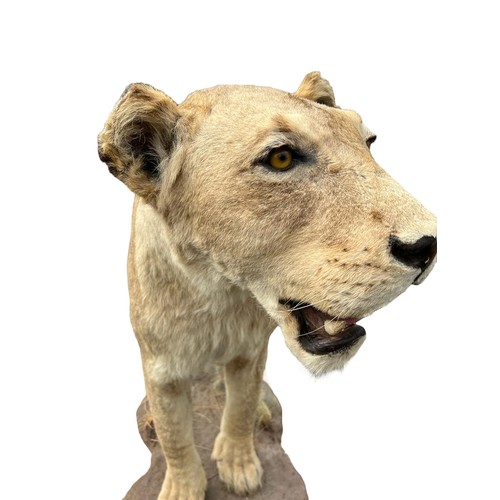 224 - A LARGE AND IMPRESSIVE 20TH CENTURY TAXIDERMY 
Full mounted, African lioness standing on a rocky bas... 