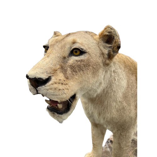 224 - A LARGE AND IMPRESSIVE 20TH CENTURY TAXIDERMY 
Full mounted, African lioness standing on a rocky bas... 