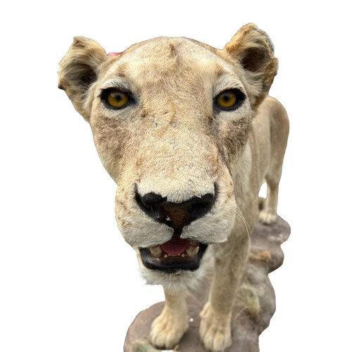 224 - A LARGE AND IMPRESSIVE 20TH CENTURY TAXIDERMY 
Full mounted, African lioness standing on a rocky bas... 