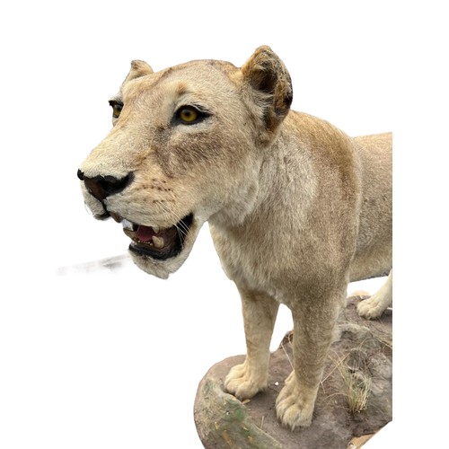 224 - A LARGE AND IMPRESSIVE 20TH CENTURY TAXIDERMY 
Full mounted, African lioness standing on a rocky bas... 