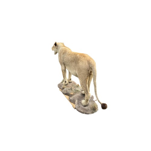 224 - A LARGE AND IMPRESSIVE 20TH CENTURY TAXIDERMY 
Full mounted, African lioness standing on a rocky bas... 