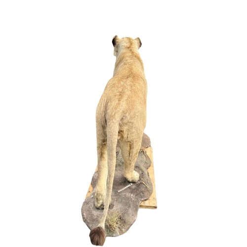 224 - A LARGE AND IMPRESSIVE 20TH CENTURY TAXIDERMY 
Full mounted, African lioness standing on a rocky bas... 