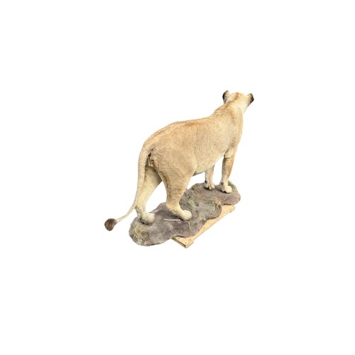 224 - A LARGE AND IMPRESSIVE 20TH CENTURY TAXIDERMY 
Full mounted, African lioness standing on a rocky bas... 