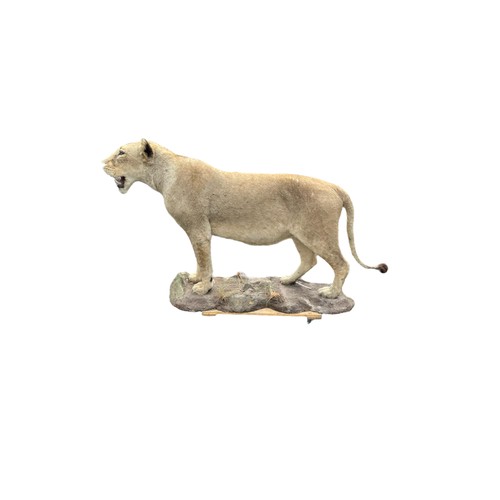 224 - A LARGE AND IMPRESSIVE 20TH CENTURY TAXIDERMY 
Full mounted, African lioness standing on a rocky bas... 