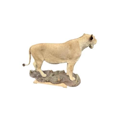 224 - A LARGE AND IMPRESSIVE 20TH CENTURY TAXIDERMY 
Full mounted, African lioness standing on a rocky bas... 