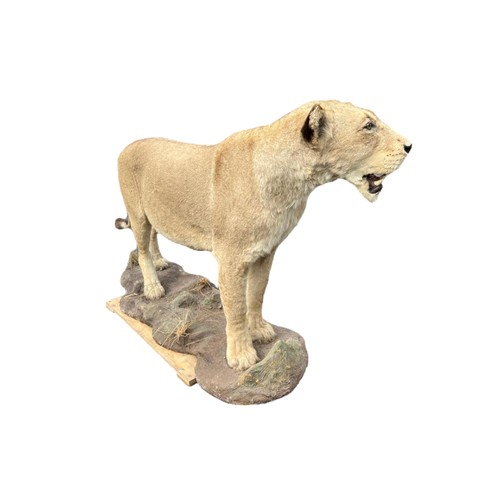 224 - A LARGE AND IMPRESSIVE 20TH CENTURY TAXIDERMY 
Full mounted, African lioness standing on a rocky bas... 