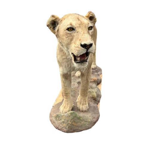 224 - A LARGE AND IMPRESSIVE 20TH CENTURY TAXIDERMY 
Full mounted, African lioness standing on a rocky bas... 