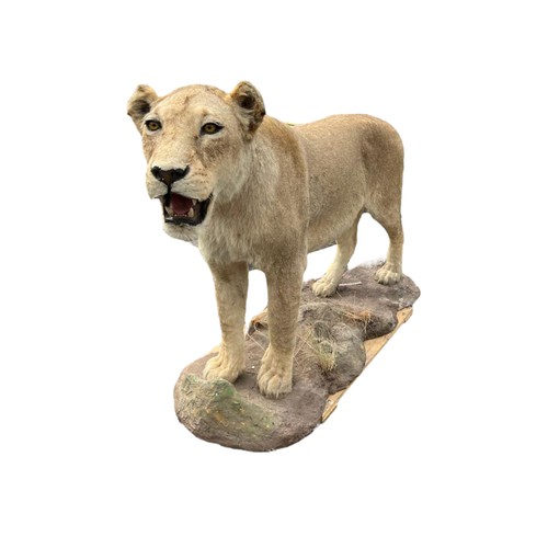 Lot 224       