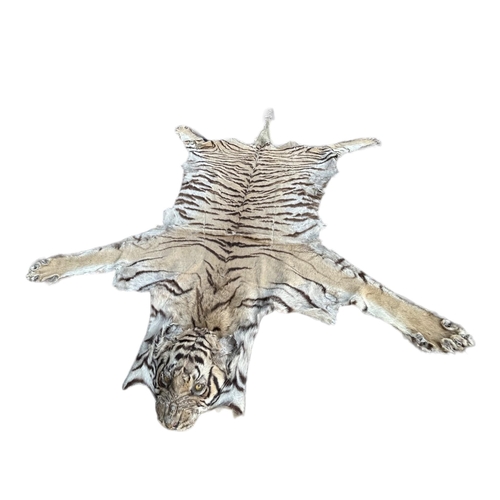 261 - VAN INGEN & VAN INGEN, MYSORE, INDIA, A TAXIDERMY ADULT BENGAL TIGER SKIN RUG Having flathead and li... 