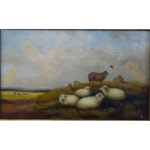 87 - Oil on canvas Sheep on grass signed T Jackson 39 x 23 cm a/f holes and repairs.