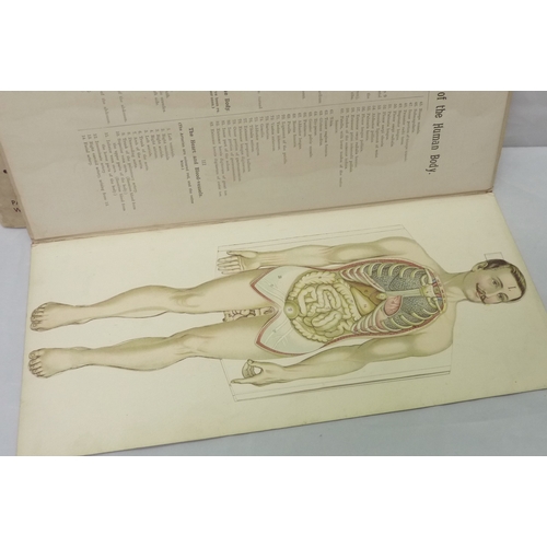 354 - A Philips' Popular Mannikin anatomy book edited by W S Furneaux and published by George Philip & Son... 