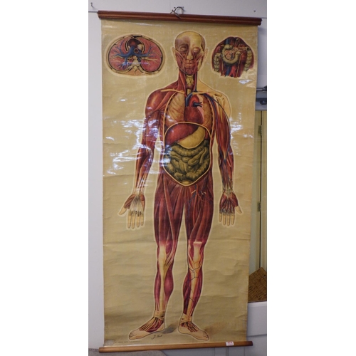 474 - Two J Teck St Johns Ambulance Anatomy body wall posters (2).