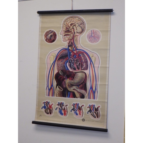 474 - Two J Teck St Johns Ambulance Anatomy body wall posters (2).