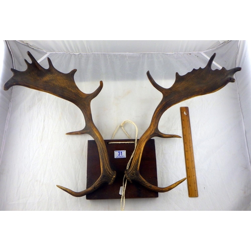 31 - A mounted pair of Antlers