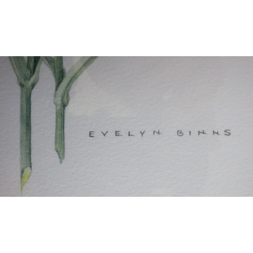 88 - Pinks, botanical study in  watercolours, Evelyn Binns, 19 x 31cm presented in a double mount and fra... 