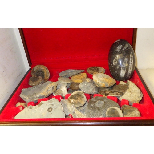 295 - A qty of various fossils and polished stones etc