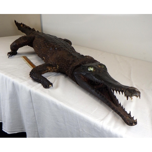 546 - An early 20thC Taxidermy Gharial Crocodile 170cm long AF