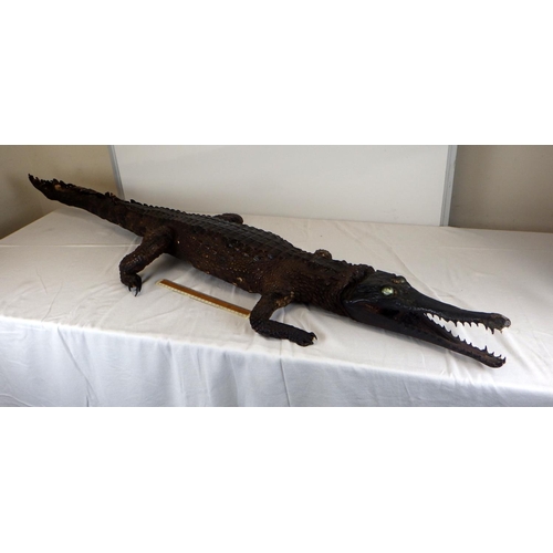 546 - An early 20thC Taxidermy Gharial Crocodile 170cm long AF